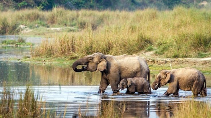 Chitwan Park Tour
